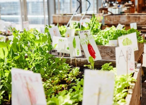 photo of CIS veggie garden
