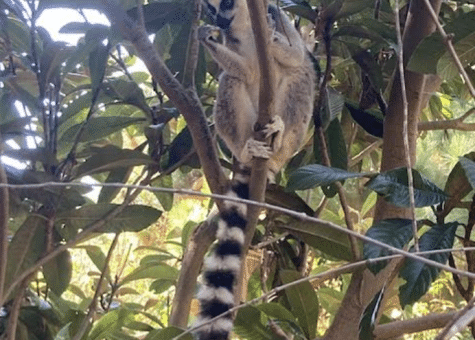 Photo of Lemur