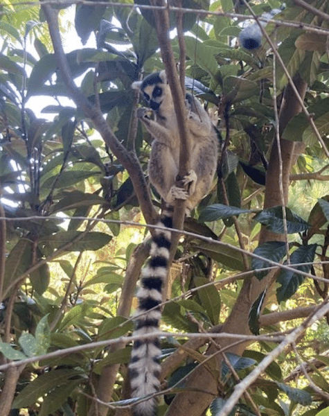 Photo of Lemur