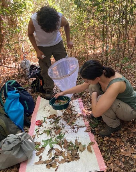Madagascar 2024 day 5 survey